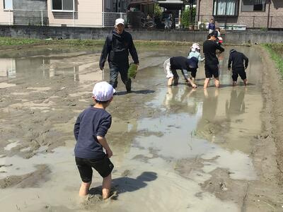 田植え